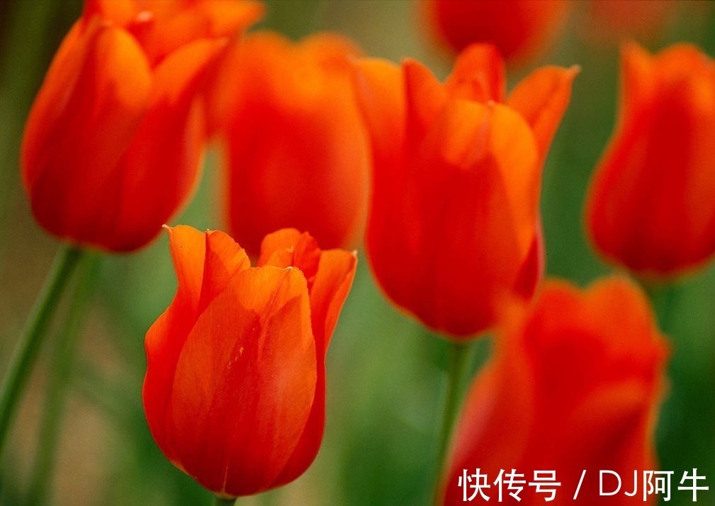 此花有着丰富的花色,有着优雅的花姿,代表的是高贵和善良