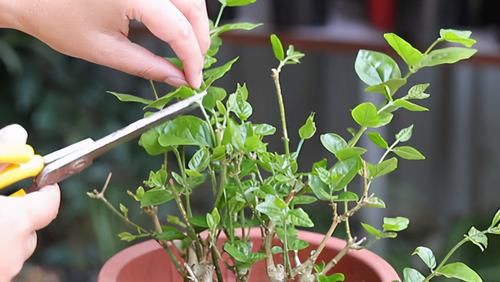 植物|养花想要株型美，“修剪打顶”不能马虎，剪一枝，爆一枝