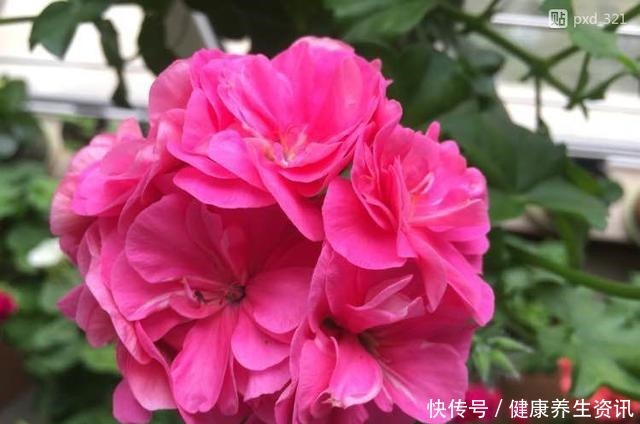 开花漂亮,花期长又勤花,连叶子都带香味,这种花值得养!