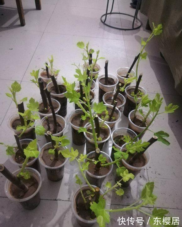 高压|扦插无花果,2种“技巧”,15天生根成活,果实累累,甜又糯