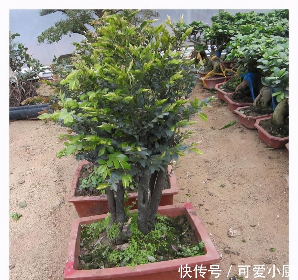 这三种植株盆栽,一般人不敢碰,老手才敢养,养得越久就越值钱