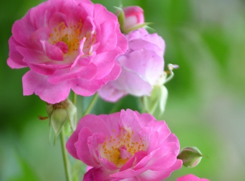 花开胜牡丹，人称“香水花”，比茉莉好看，比栀子花香，开120天