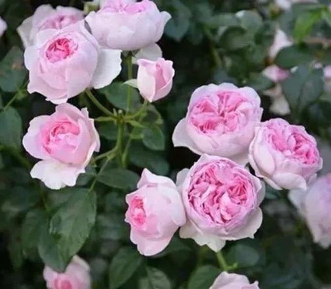 4种花是“开花大户”,一次开放100朵,鲜艳夺目,花朵美艳迷人