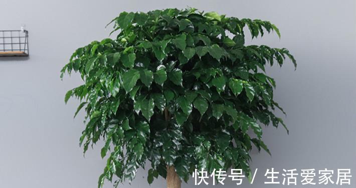 小苗|盆栽幸福树想从小苗长成大苗，只要掌握这2步，2年就能长大好几倍