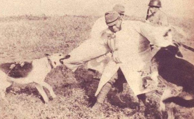 动物|日本侵华时,训练这种动物杀害中国人,如今国内到处都是