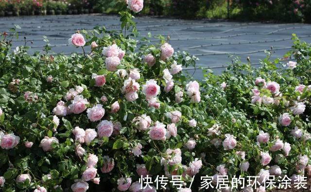 花型|太热了，“粉龙”不开花，用以下月季品种来弥补遗憾，真心不错