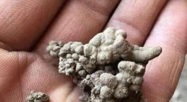 养君子兰，用上这“2种肥”，比什么淘米水、黄豆水强“100倍”