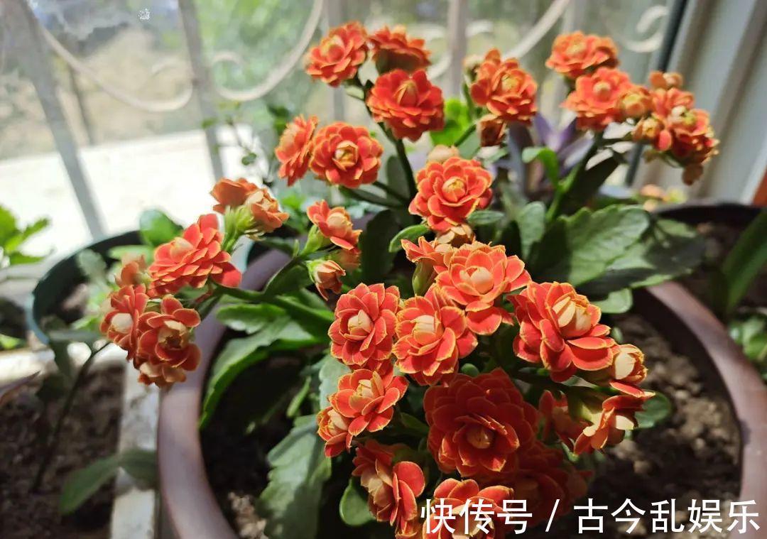 天竺葵|适合秋天养的12种花，耐阴又耐寒，秋冬长得更精神