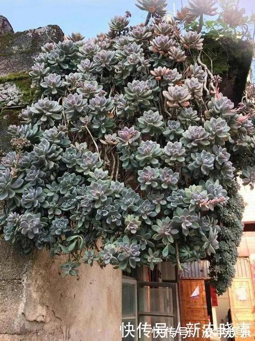 房顶|4种多肉,靠天吃饭,农村房顶上也能活,一盆能养20年