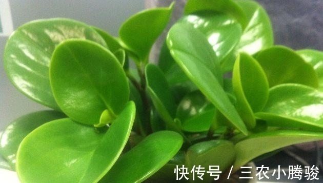 事项|豆瓣绿怎么养长得好? 豆瓣绿的养殖方法和注意事项