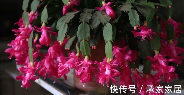 养护|蟹爪兰和长寿花,一起摘叶扦插,使用不同方法扦插,哪一个更好?