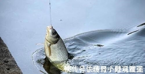 夏天钓鲫鱼学会这几招,轻松避开小鲫鱼,咬钩的全是大板鲫