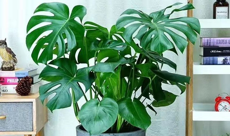 客厅养花有讲究：这3类植物再“喜欢”也别养，对家人不利