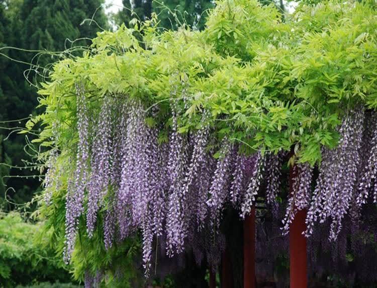 在庭院里，种几棵攀缘植物，有点阳光就开花，一片花海