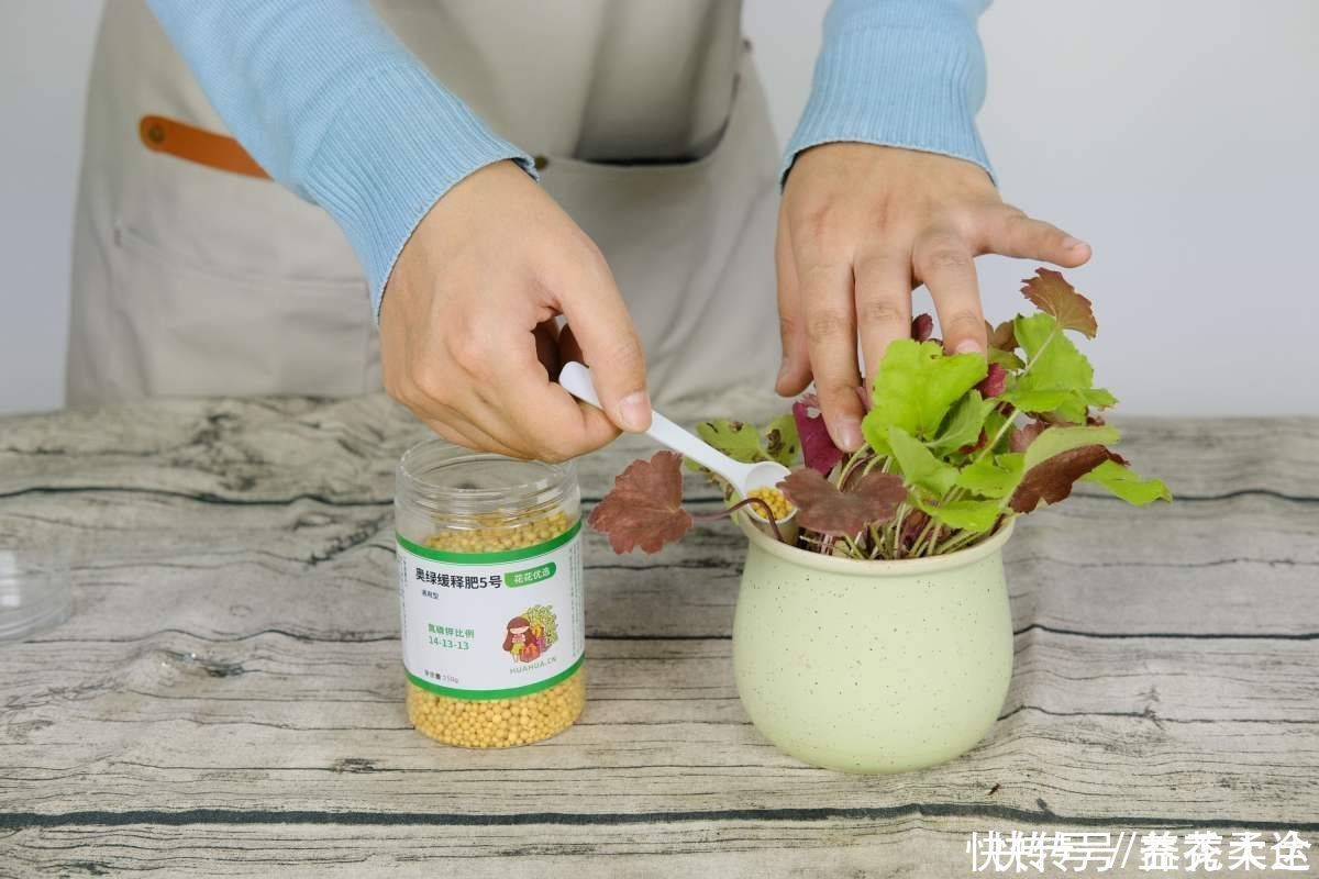 零下|矾根的叶子比花还美，好看又抗冻，零下十几度照样色彩斑斓