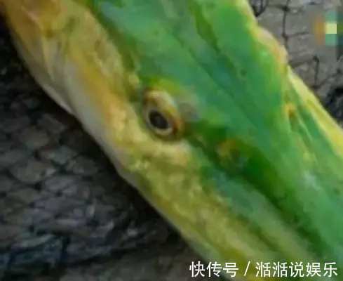 鳄雀鳝|男子钓鱼钓到绿色奇葩怪鱼, 细看鱼嘴后放生！