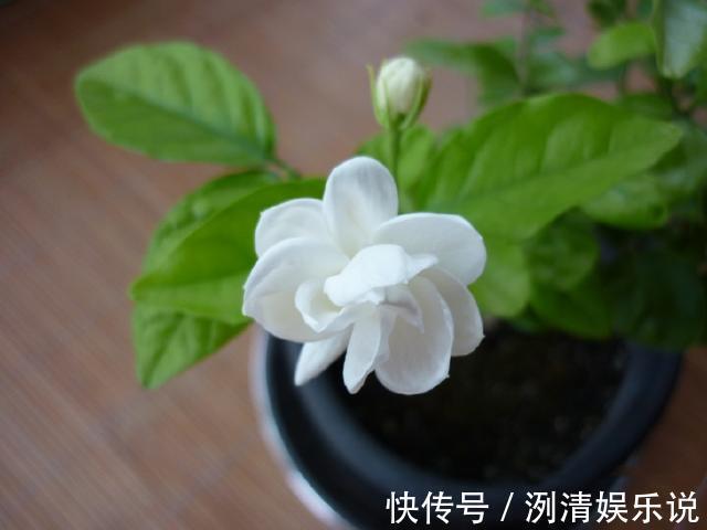 湿度|新买的裸根茉莉花苗怎么养6个处理妙招,分枝茂密提前开花闻香