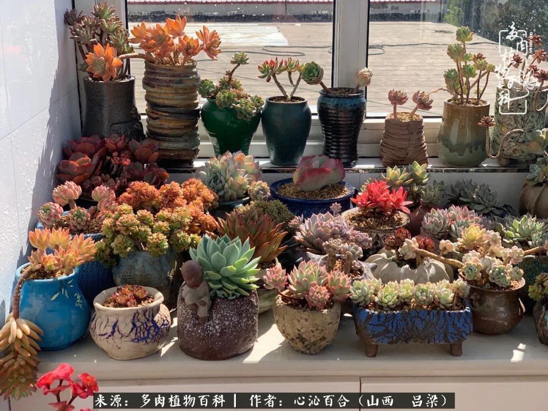 夏季的多肉,绿色才是主色调!努力呵护,期待绽放的那一刻!