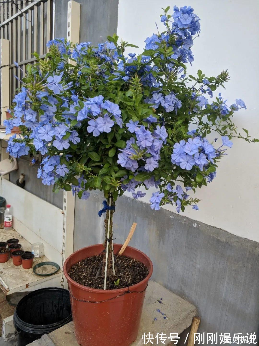 抗病、不招虫的天竺葵，屋里养一盆，开花一茬接一茬