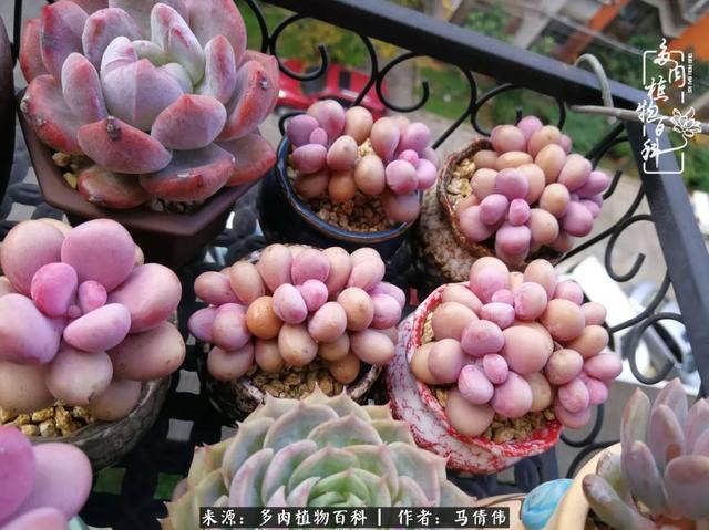 养多肉如同种下希望，因为美丽总在下一个季节！