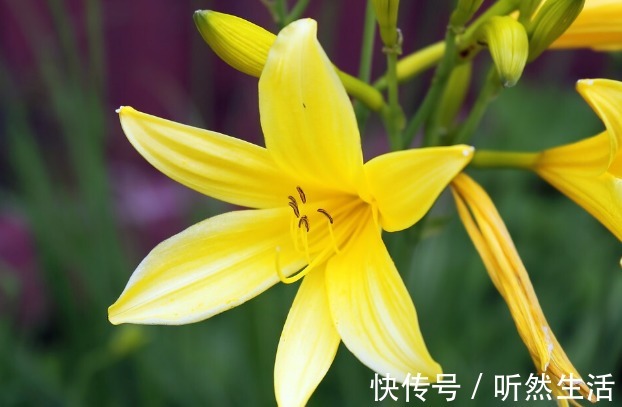 鱼腥草|66种野菜大图片，带你见识不同的野菜和吃法，你想要的野菜这里有