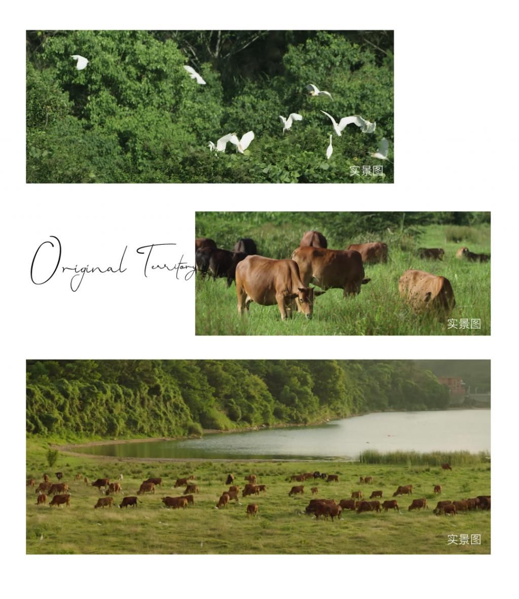 登云湖|相逢登云湖,看见越来越好的阳光城