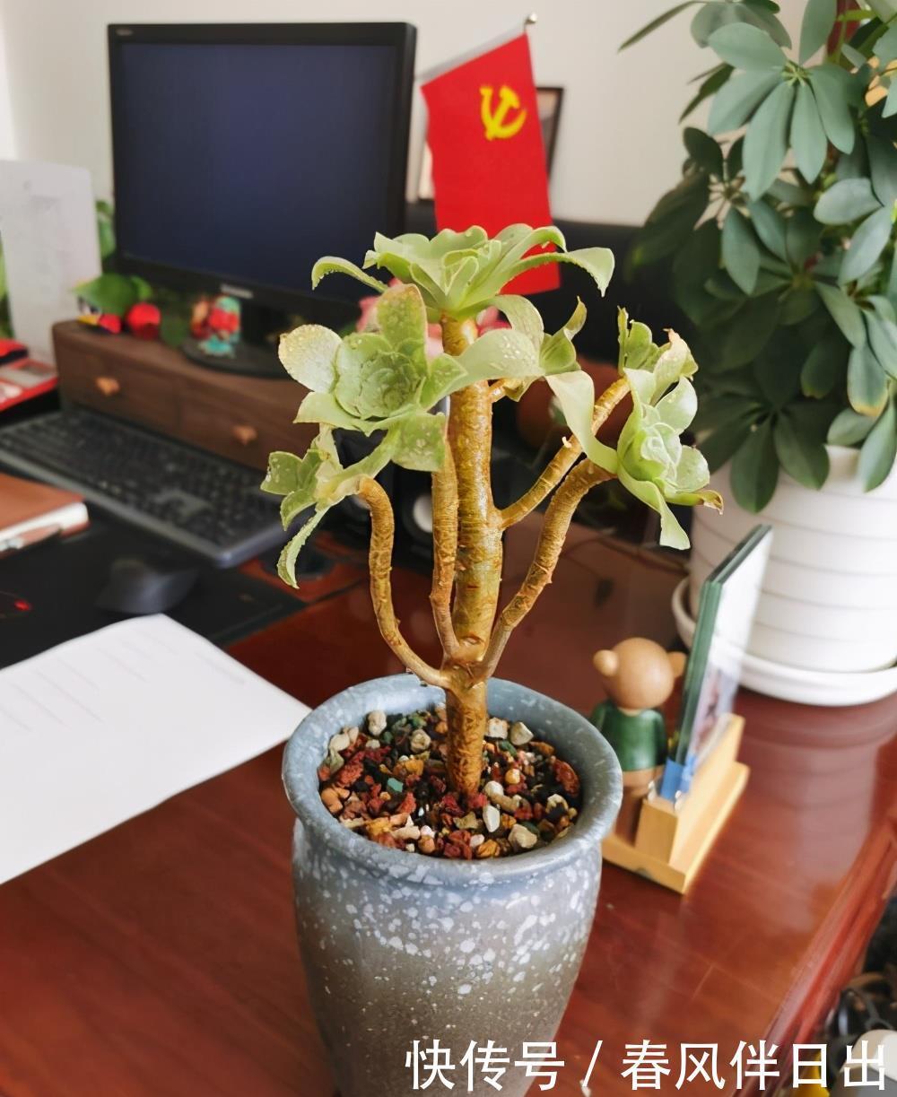 春天如何给花换盆？掌握这3点，换盆很简单