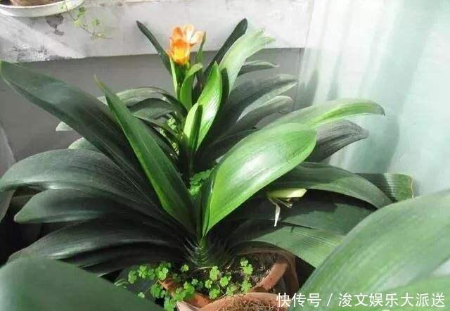 开花|这“5种肥”,家里都有,撒一把在盆里,花长得旺、开花特别多