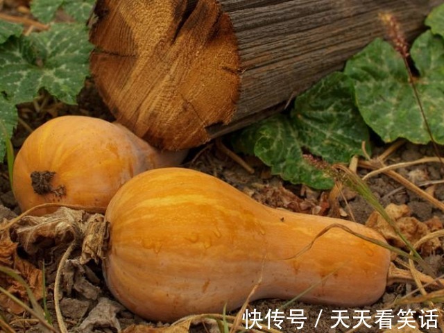 淮山药|南瓜配一物真是绝了，上润肺、中养胃、下补肾，软糯香甜还好吃