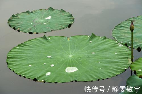 祛湿|这4样食物放在一起,比薏米还好,祛湿瘦身,消除赘肉