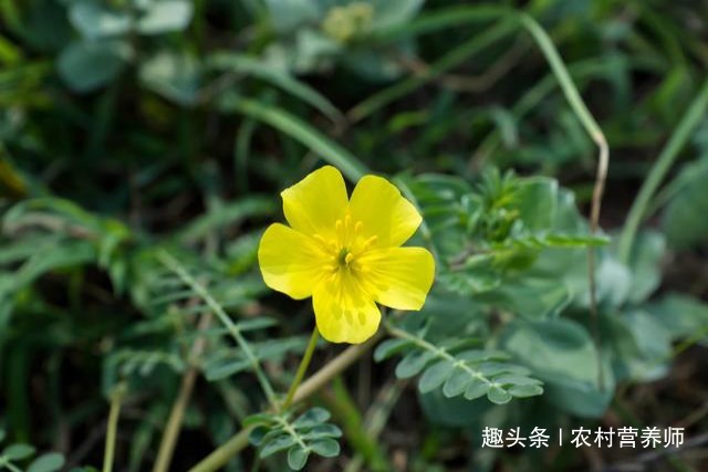 歧化酶|农民不识货,把抗衰老的”特效药“当做野草