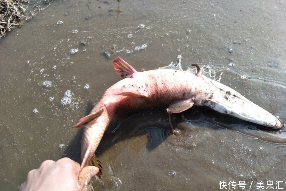 鱼塘里如果有一条这种鱼,这个鱼塘基本就废了!