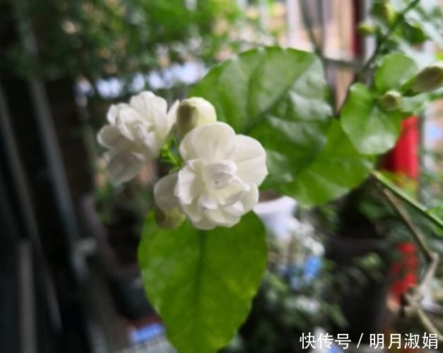 这3种花，就得使劲晒太阳，晒不够不开花