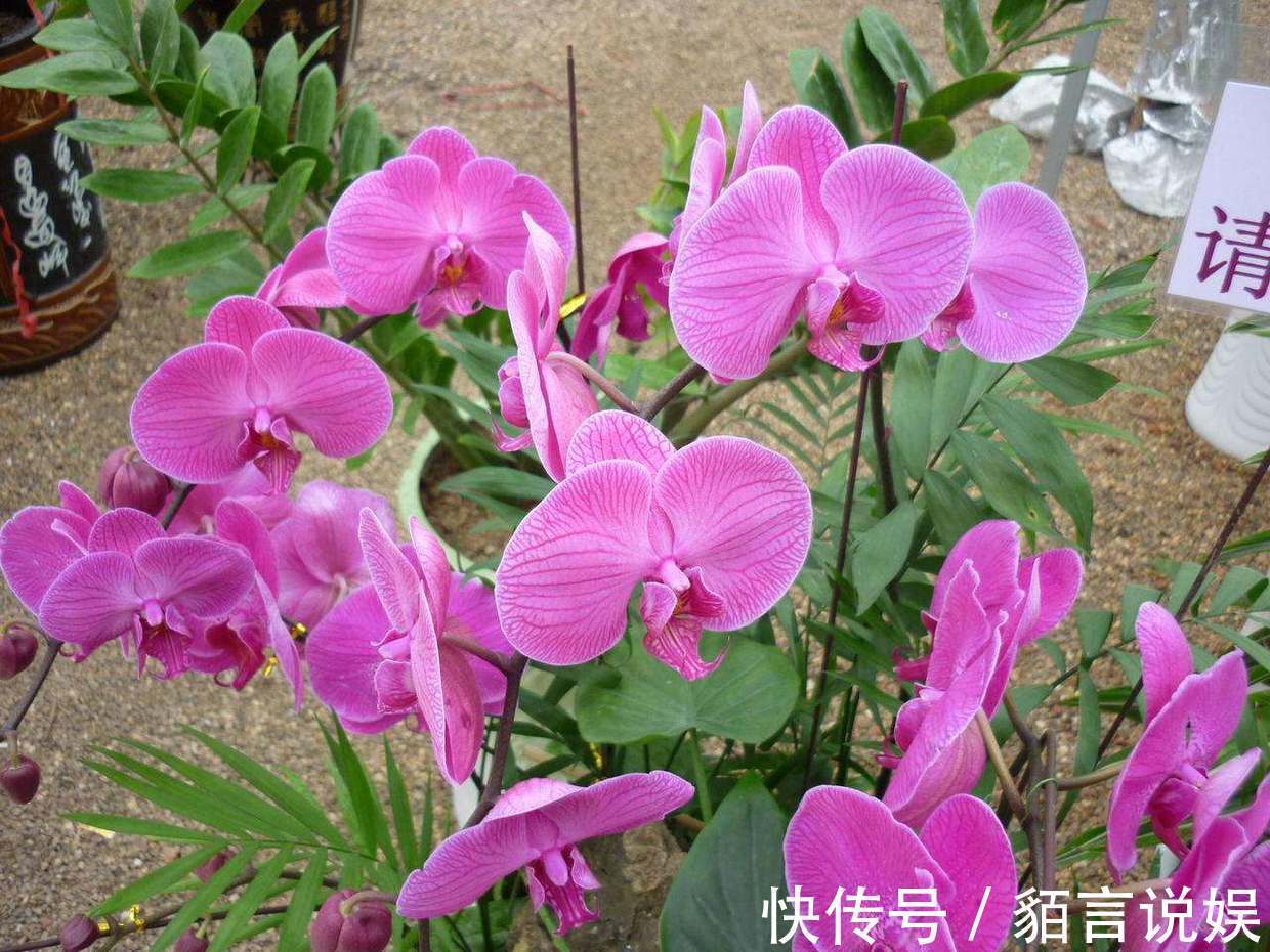 修剪|蝴蝶兰是有名的年宵花,开花似蝴蝶,十分好养你也能上手