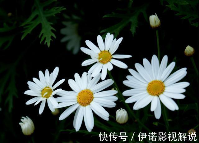 阳台养花，就选5种花卉，好养又漂亮，阳台变花海，天天有花赏！