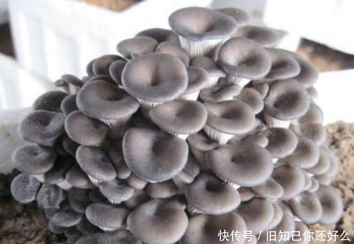 阳台养上“5种菜”，漂亮好养，吃完一茬又一茬，天天吃到新鲜菜