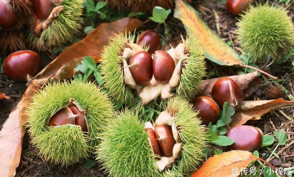 冬天,坚持吃板栗的人,到最后带来的改变,或许连自己都不相信