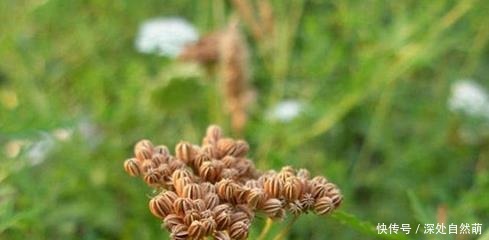一种野草是蛇的天然“床铺”,开花美价值高!野外遇到最好别碰!