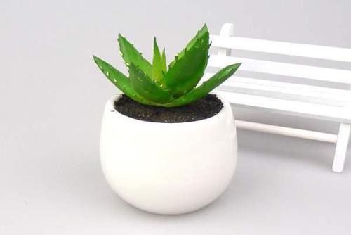 空气|在家里养几种花草,净化空气给家人带来健康!