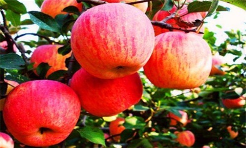 豆角|女性想要皮肤好,建议吃4种食物,排毒美容,补血养颜