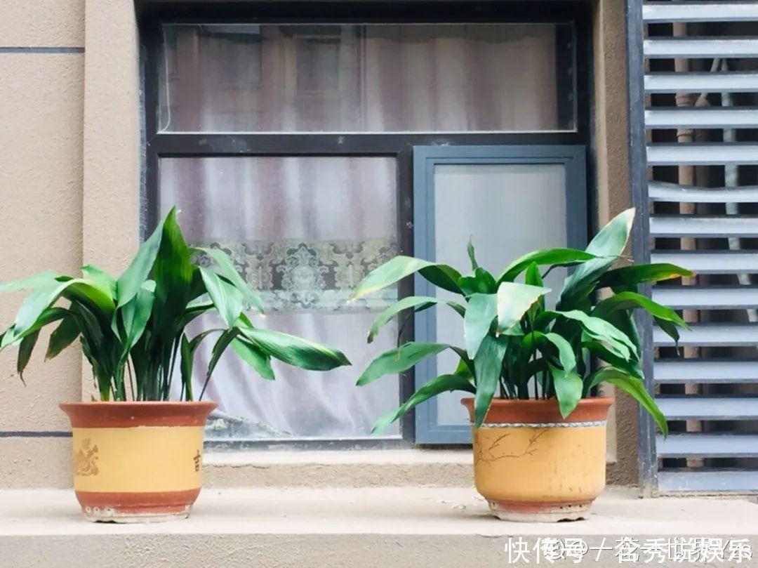 风信子|懒人适合养什么花,浇水少,不挑土,它比人还懒!