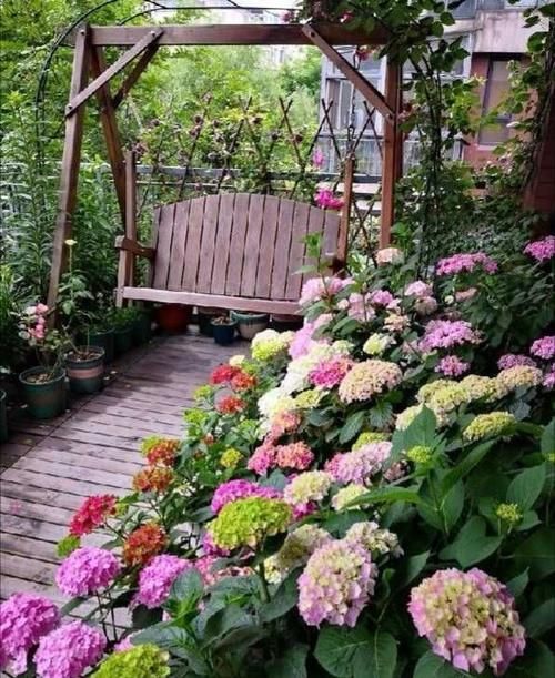 买绣球花是花苗好还是老桩好？