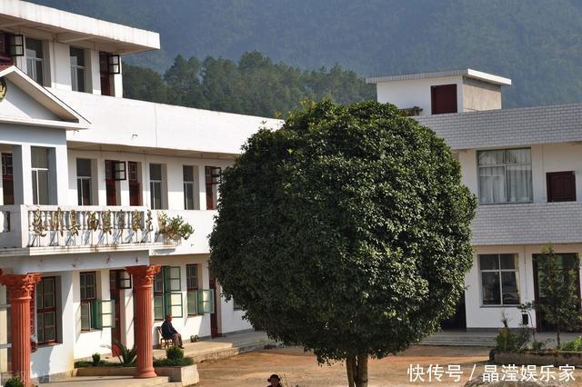 “桂花门前栽,贵人立门内”,桂花树这4个地方不宜栽,看完懂了