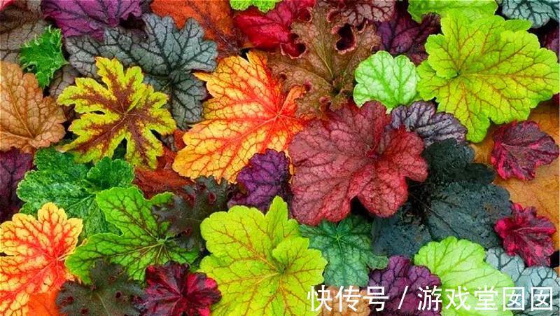 耐寒耐阴又耐湿的观叶植物,没想到比花还好看