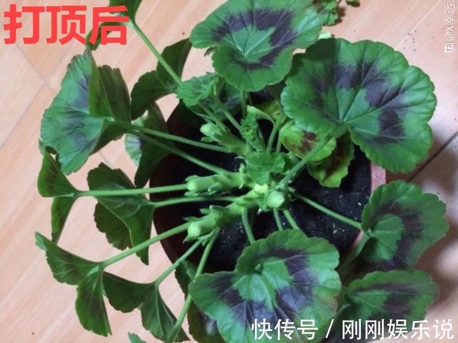 抗病、不招虫的天竺葵,屋里养一盆,开花一茬接一茬