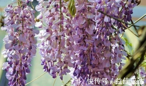 回家|路上看到3个“种子”一定捡回家,种在花盆里变小树,还挺名贵!