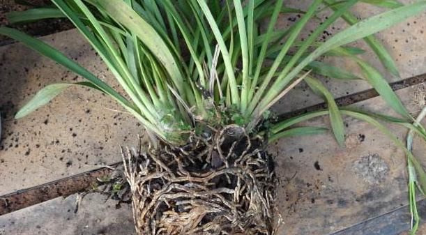 兰花换盆真的不分时候?不要太盲目了,遇到这种情况,快点换盆