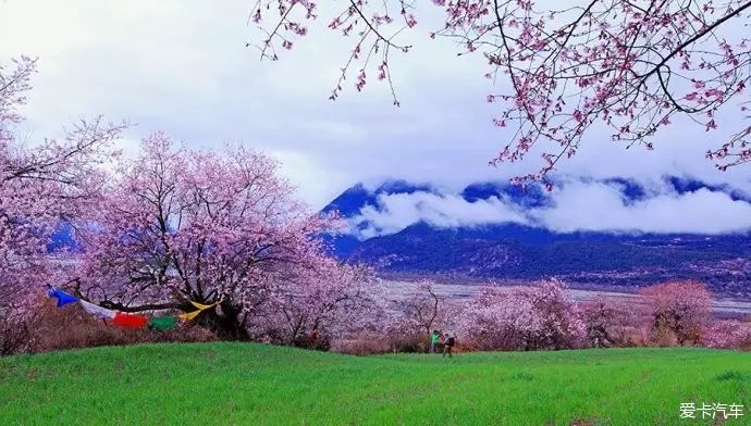 林芝桃花约么？