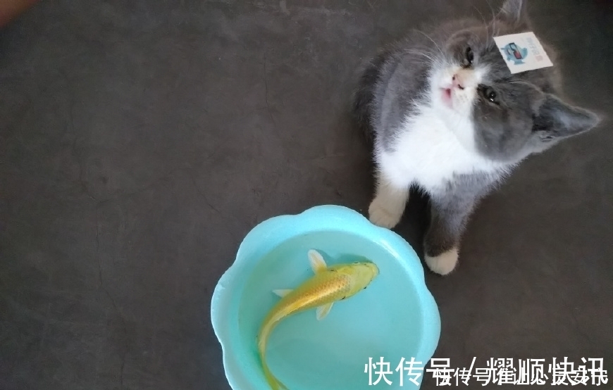 石头|养鱼不死鱼，石头来帮忙！它是鱼缸里的魔法石，一种奇妙的石头