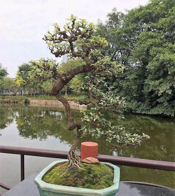 一盆九里香,阳台香飘飘,6款盆景造型玩法,哪一款受你青睐